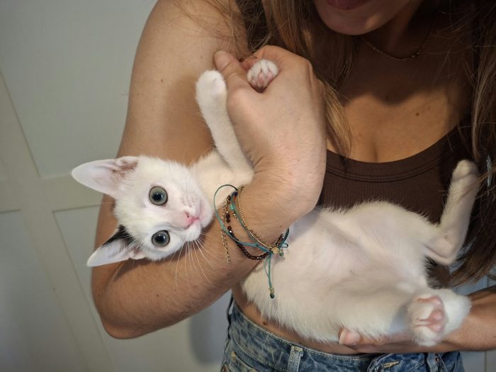 Dolce gattino neanche 2 mesi - media 8