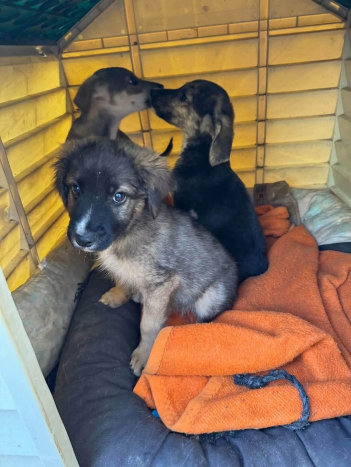 3 fratellini, appena 3 mesi