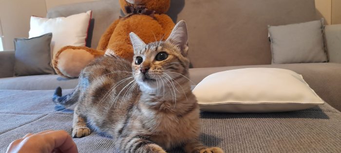 NUTELLA: MICINA DI 6 MESI CERCA FAMIGLIAIA - media 5