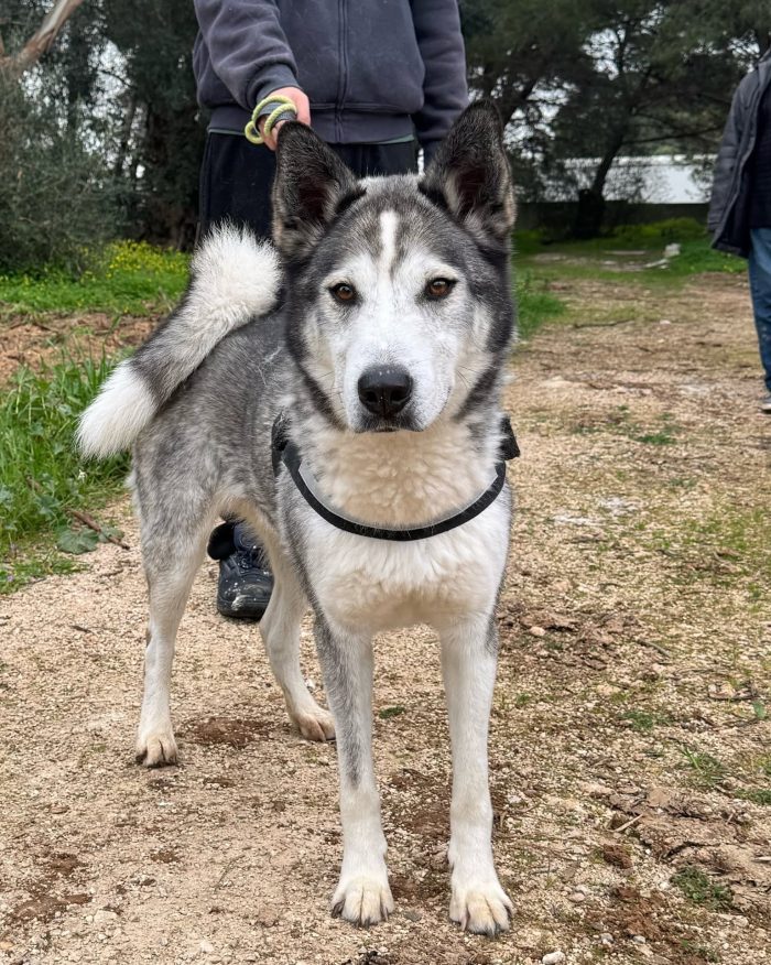 Buck, Husky in adozione