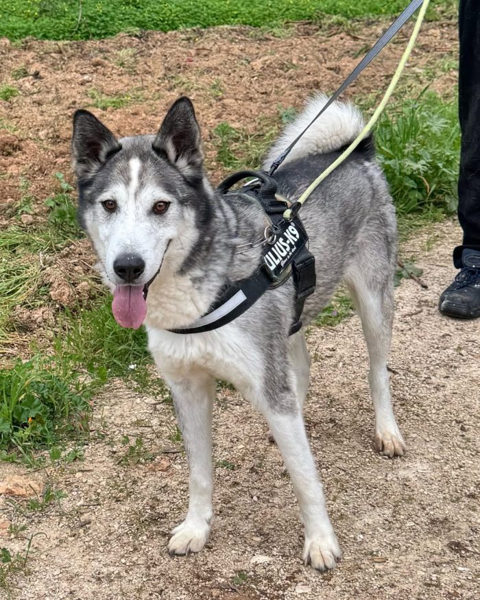 Buck, Husky in adozione