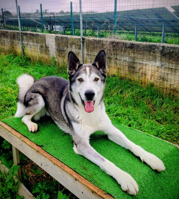 Buck, Husky in adozione