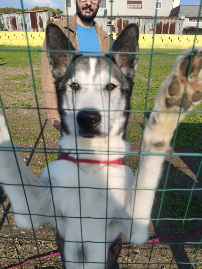 Buck, Husky in adozione - media 4