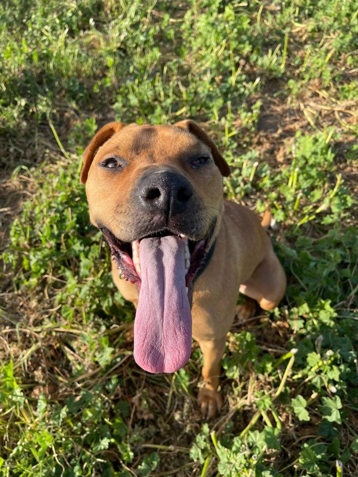 India, un amore di cane