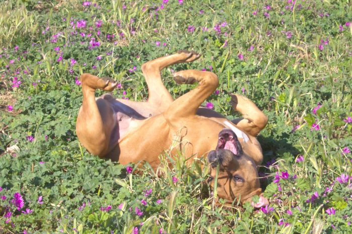 India, un amore di cane - media 4