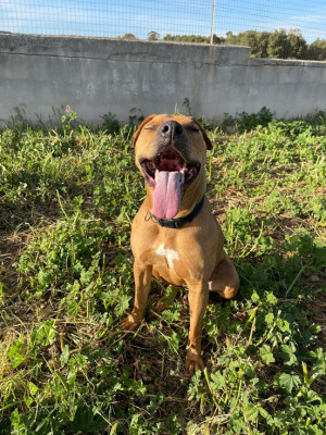 India, un amore di cane - media 5