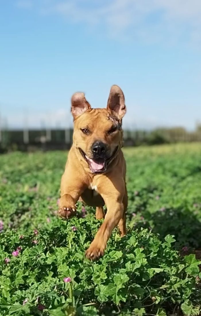 India, un amore di cane
