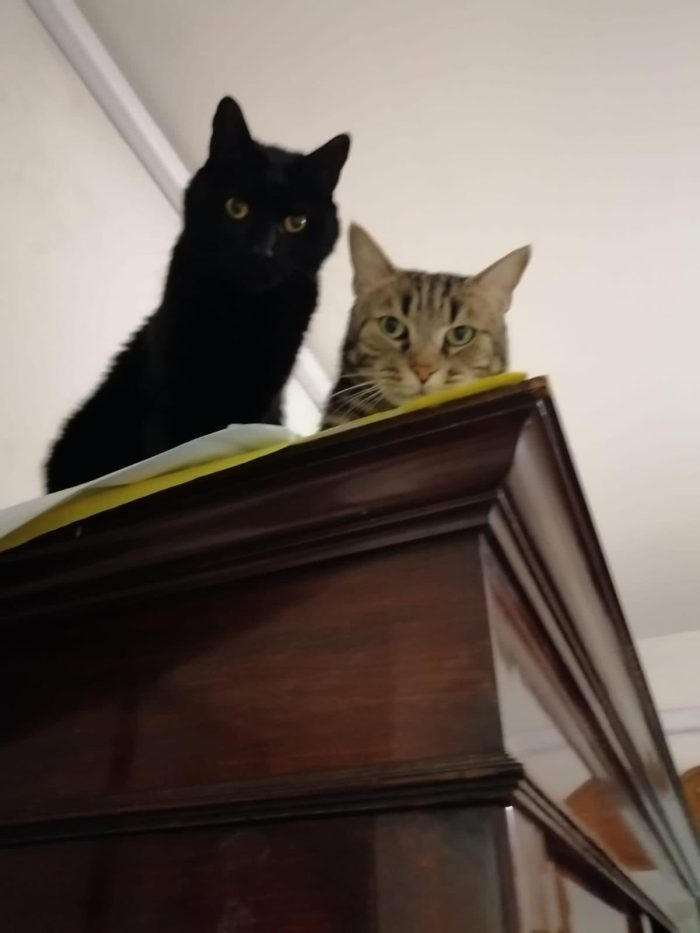 FORZA E LUNA