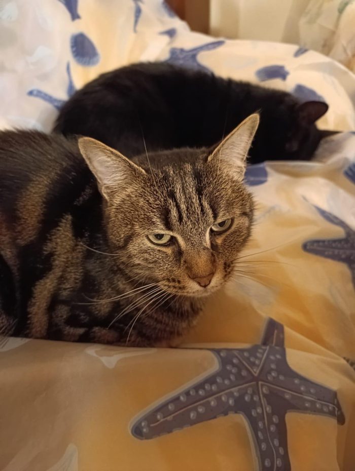 FORZA E LUNA
