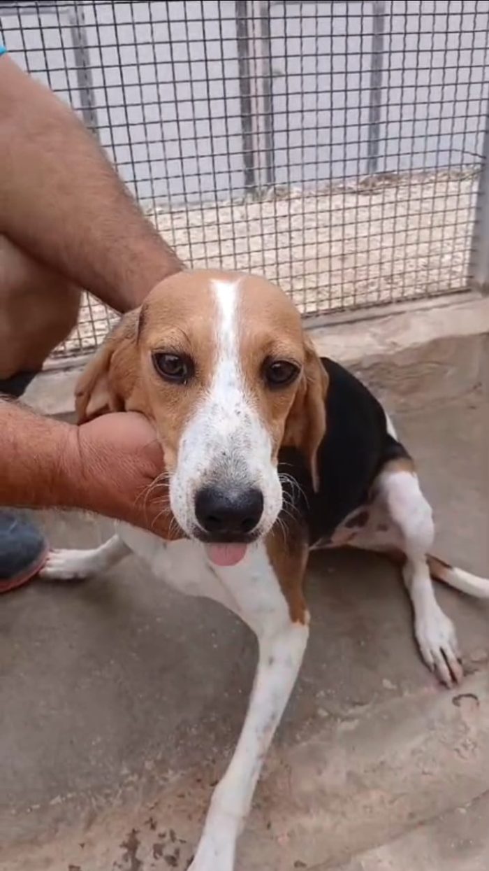 Toby, un dolcissimo Beagle