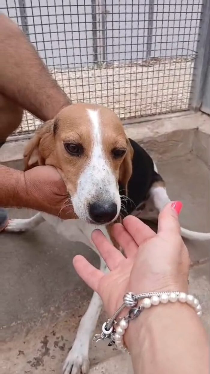 Toby, un dolcissimo Beagle
