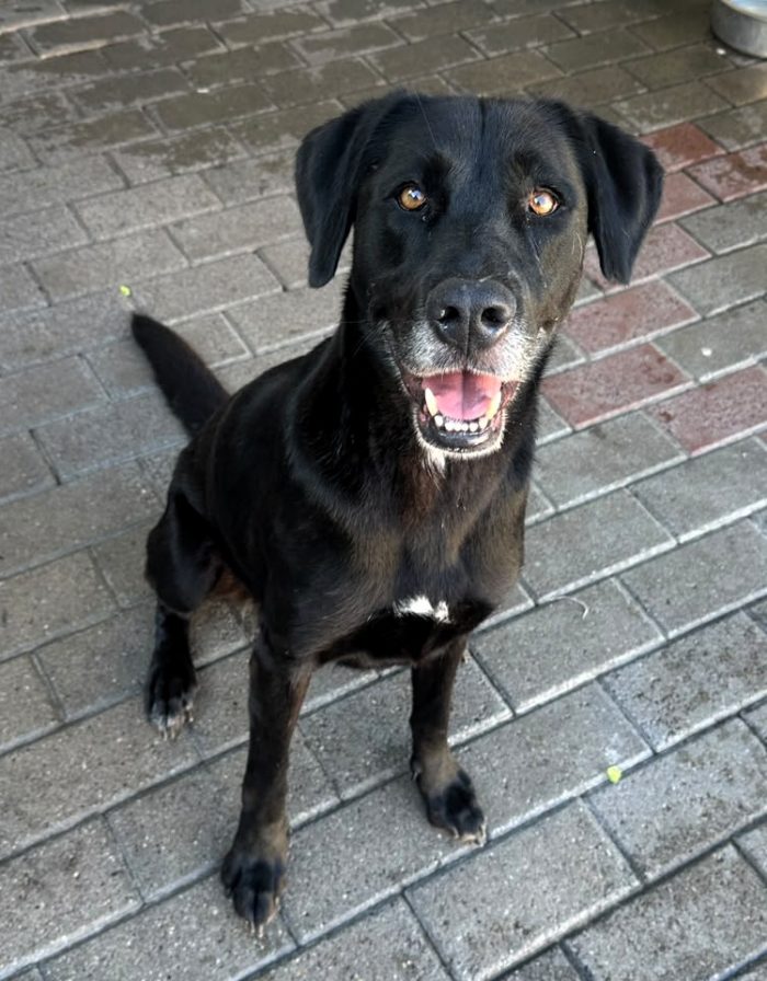 ELIJA CAGNOLINA D'ORO