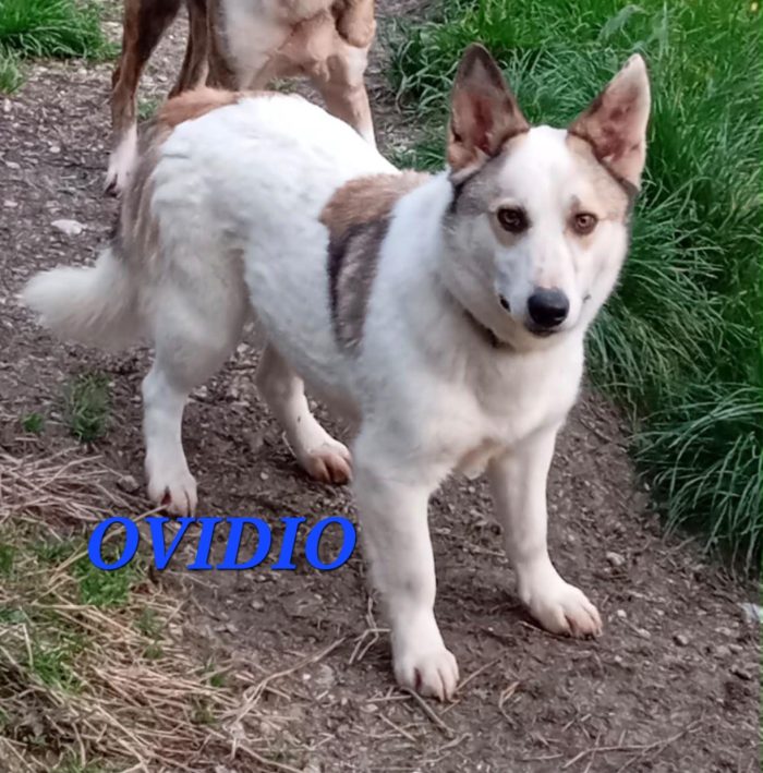 Maschio simil corgi