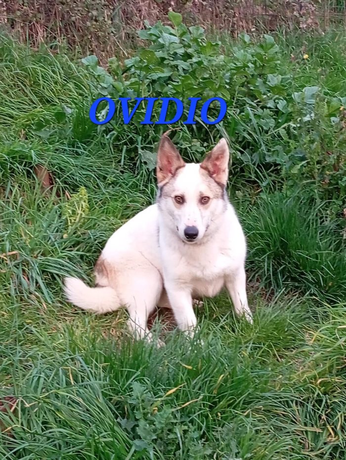 Maschio simil corgi