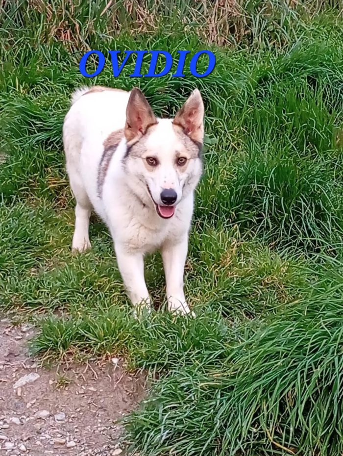Maschio simil corgi