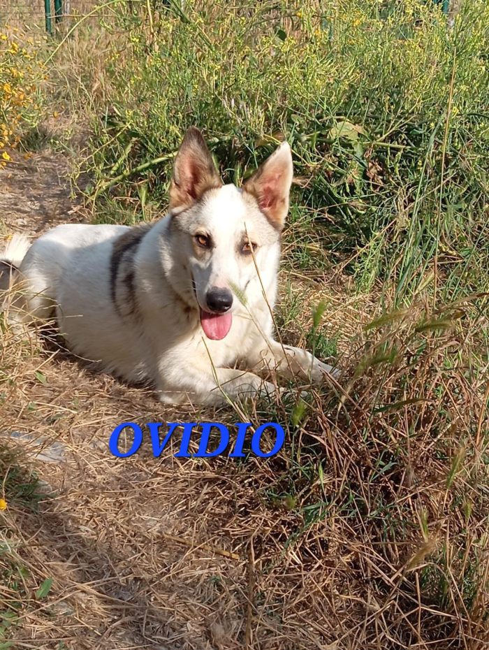 Maschio simil corgi - media 4