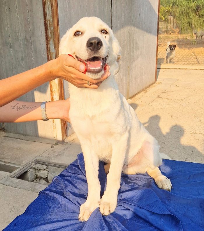 TEDDY,IN CANILE,ADOTTABILEIN TUTTA ITALIA! - media 9