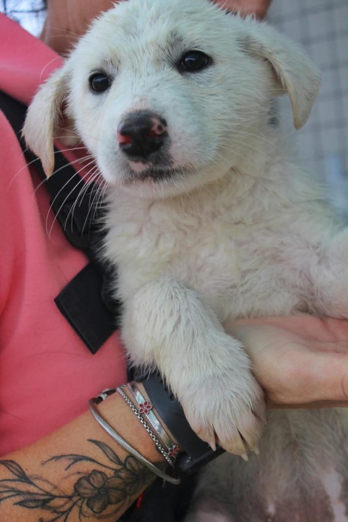 Piccola  meravigliosa Neve cerca adozione - media 10