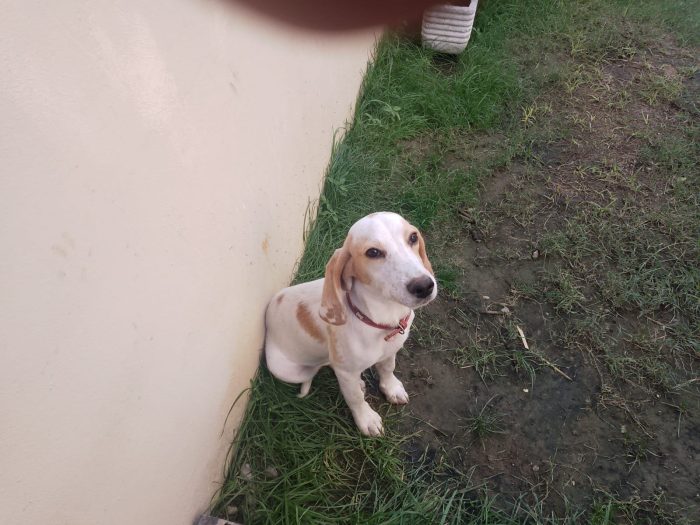 6 mesi, confinato in giardino da solo, giorno e notte