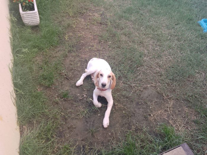 6 mesi, confinato in giardino da solo, giorno e notte