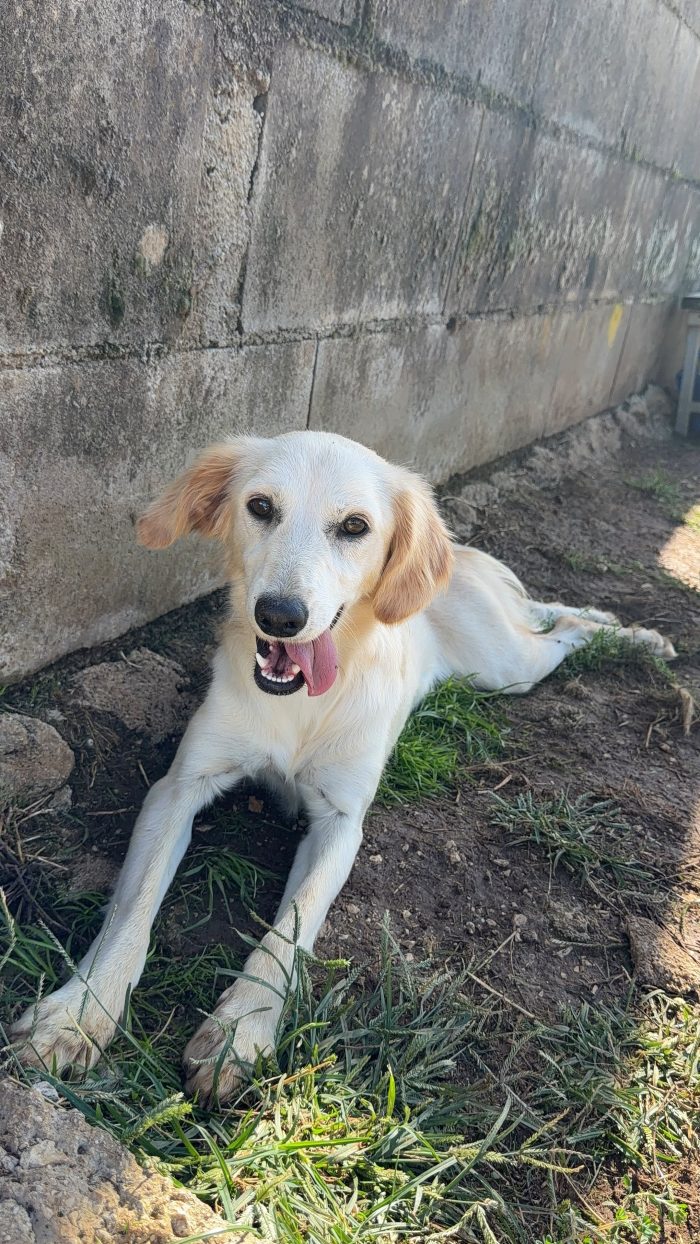 Sofia bontà a 4 zampe