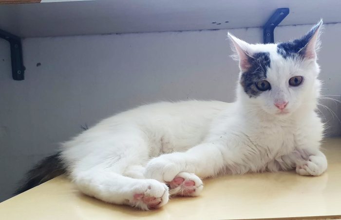 Principe, gatto delizioso