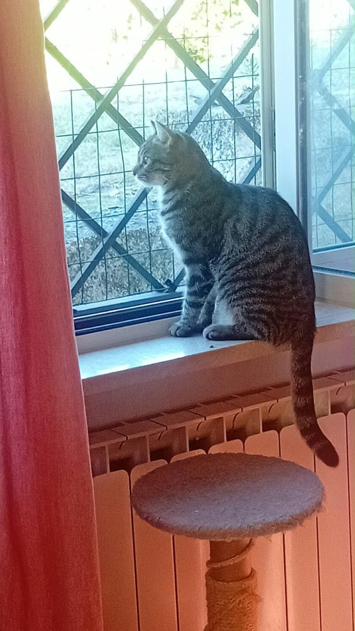 MARTINO, dolcissimo micio in adozione