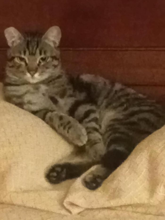MARTINO, dolcissimo micio in adozione