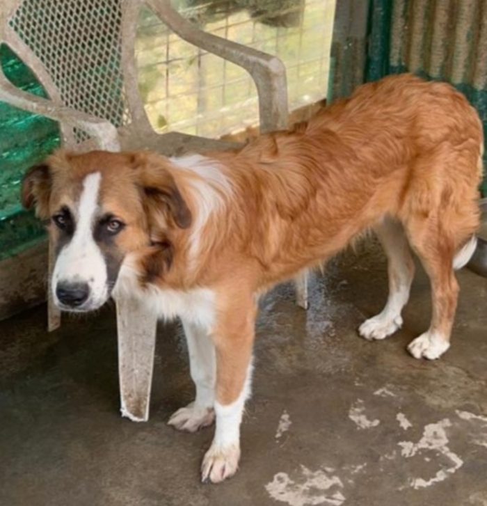 Tobia 3anni bello e buono tg media in rifugio da cucciolo SOS CALTANISSETTA - media 4