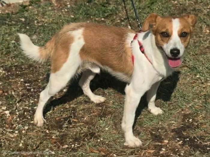 Pericle 2 anni Taglia piccola