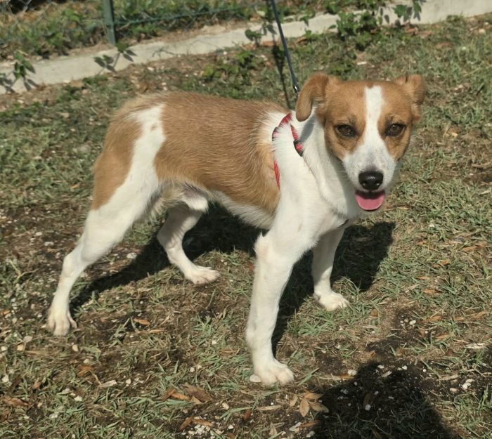 Pericle 2 anni Taglia piccola - media 7