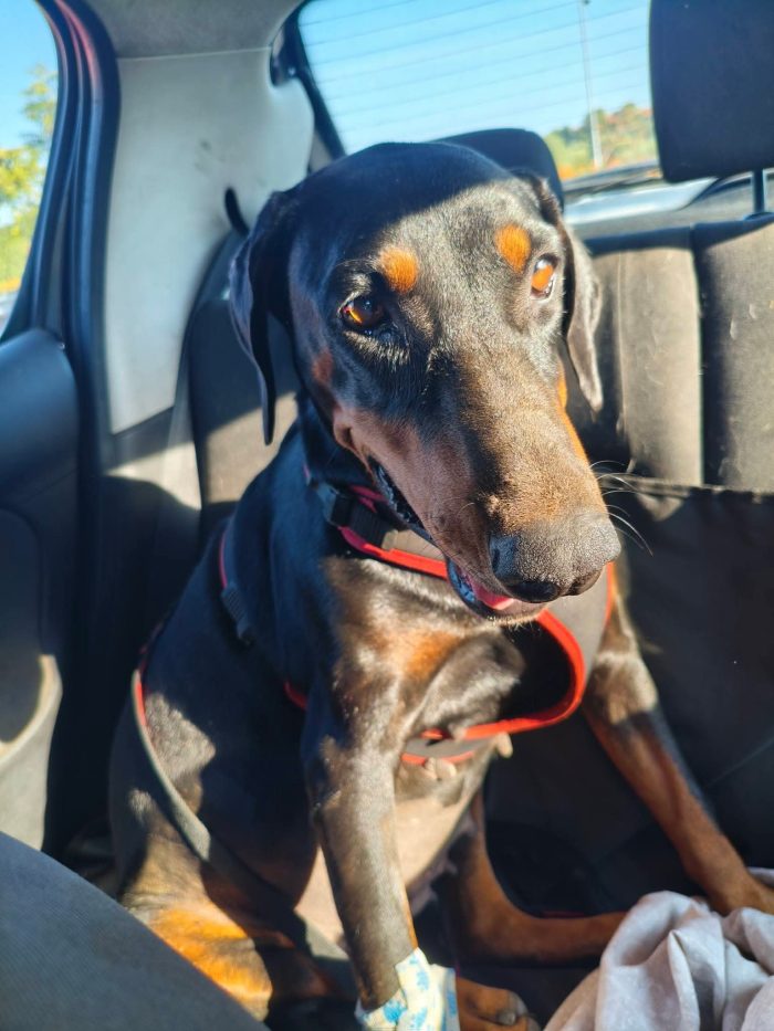 Simi Dobermann femmina 4anni buonissima ok gatti.CATANIA