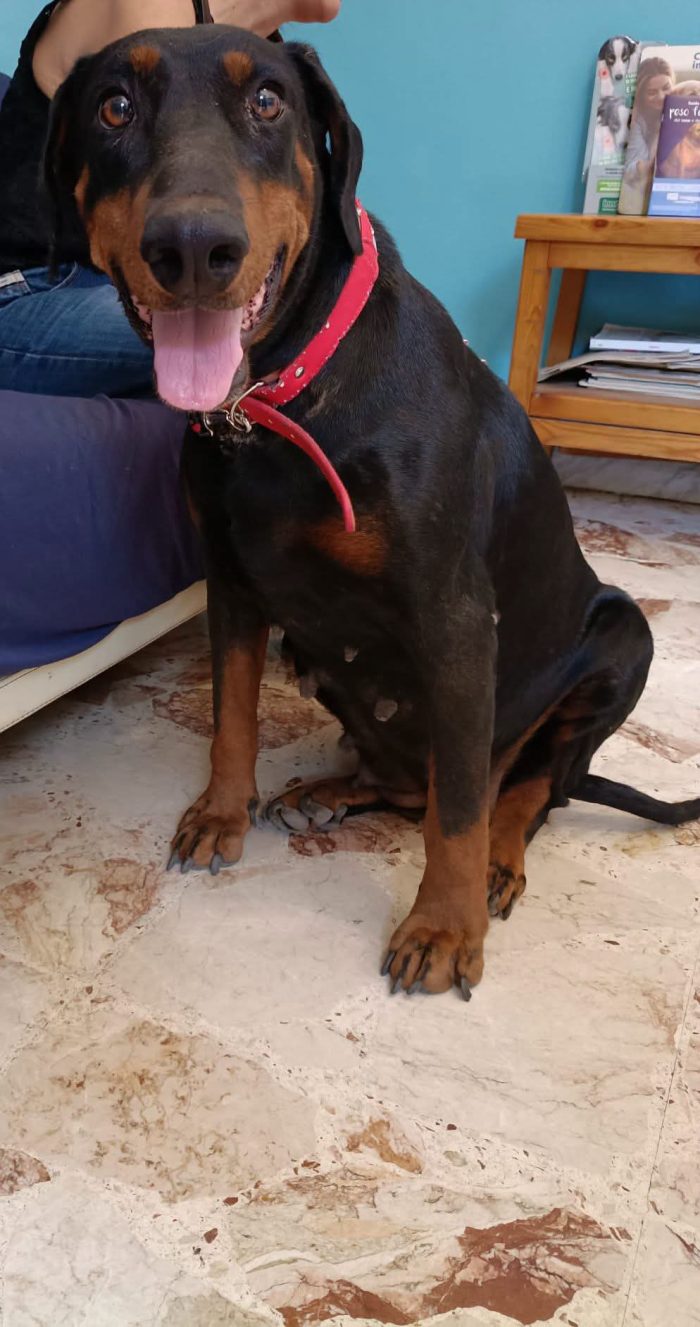 Simi Dobermann femmina 4anni buonissima ok gatti.CATANIA