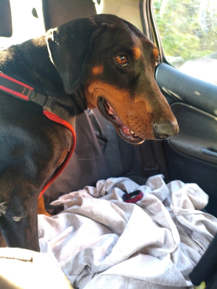 Simi Dobermann femmina 4anni buonissima ok gatti.CATANIA