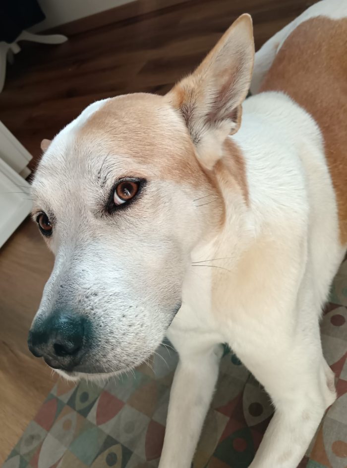 Meeko, dal divano al canile