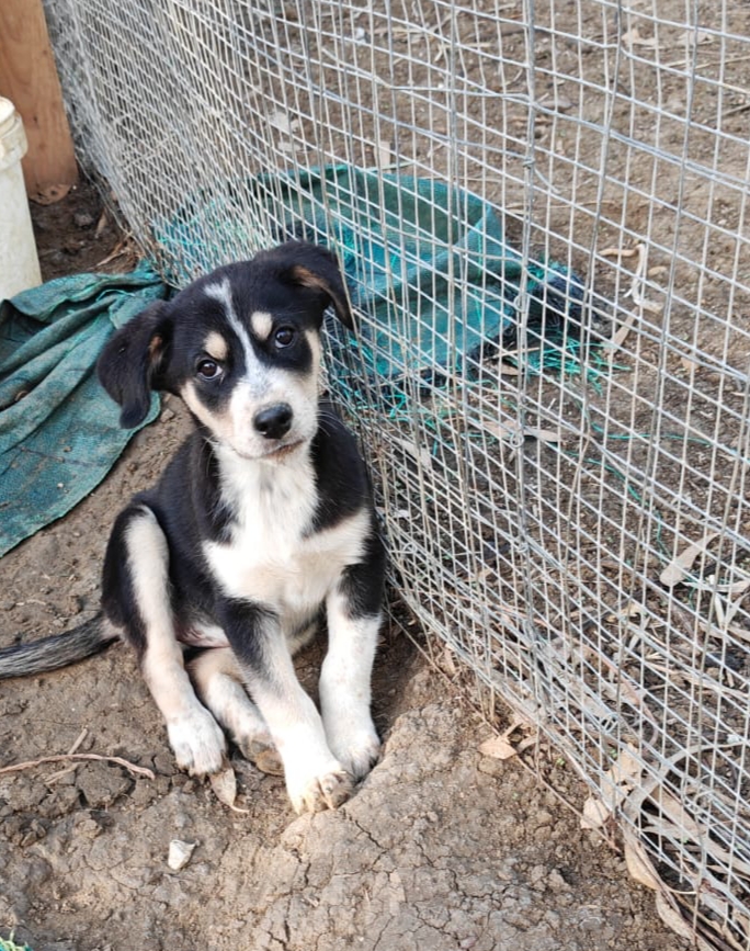 Cucciola 3 mesi