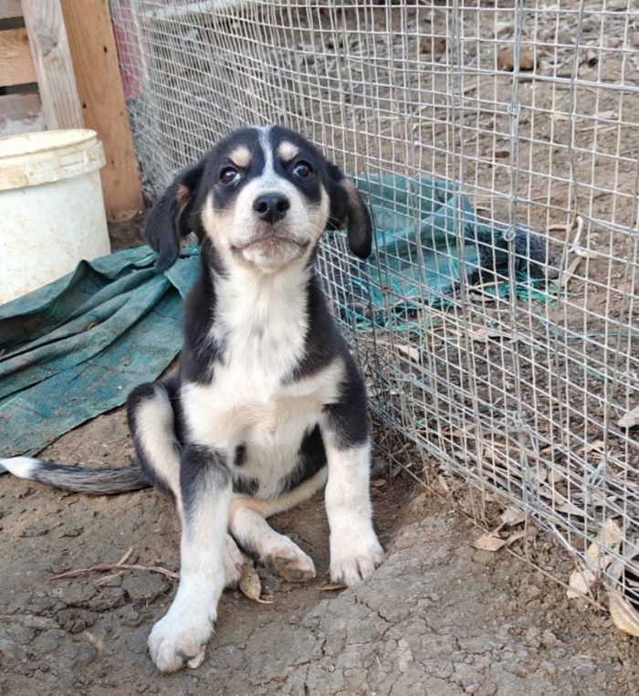 Cucciola 3 mesi
