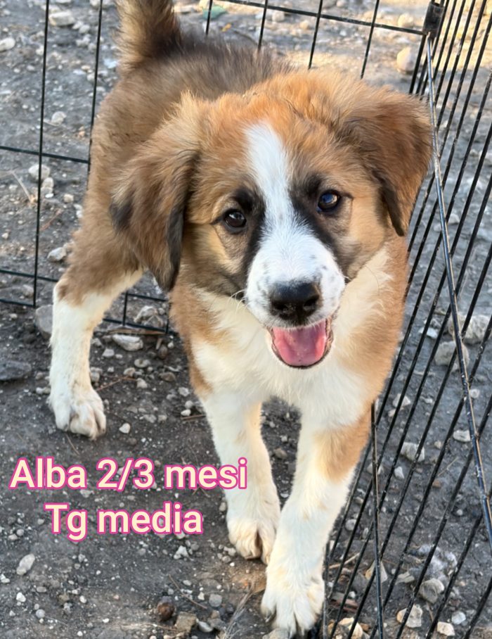Cucciolini in adozione