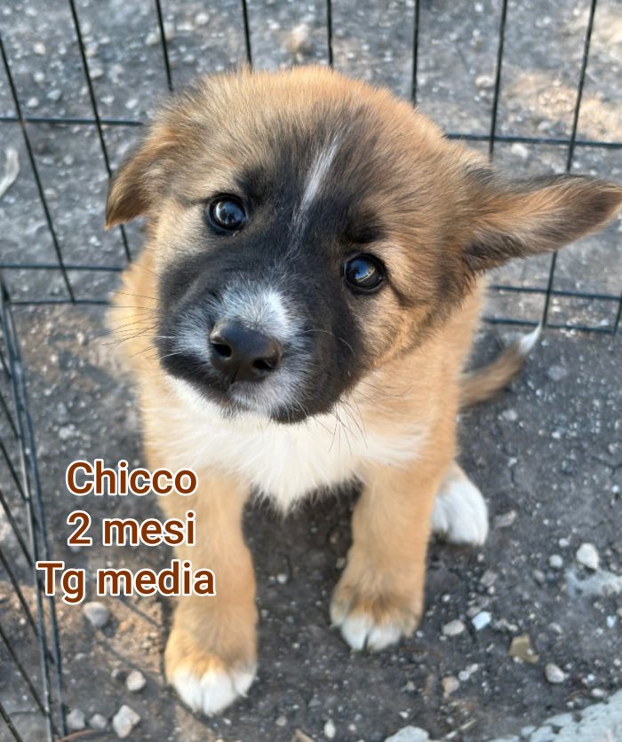 Cucciolini in adozione - media 5