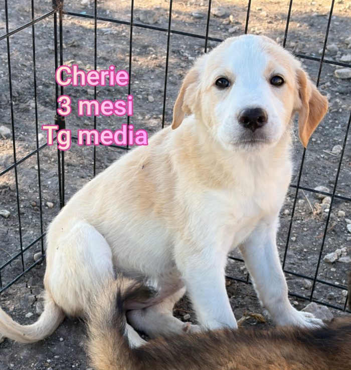 Cucciolini in adozione - media 6