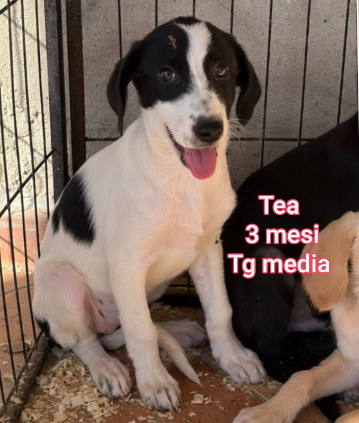 Cucciolini in adozione - media 7
