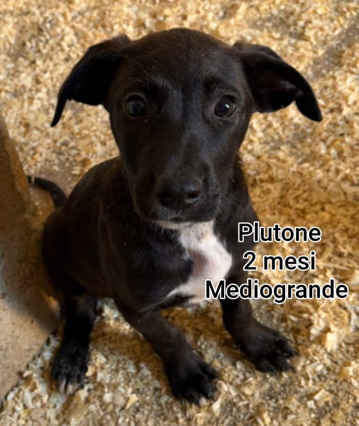 Cucciolini in adozione - media 9