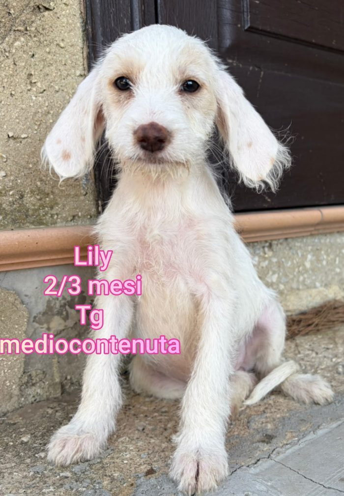 Adozioni cuccioli soli
