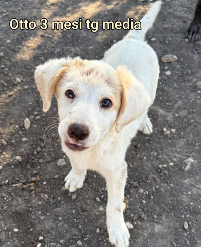 Adozioni cuccioli soli - media 4