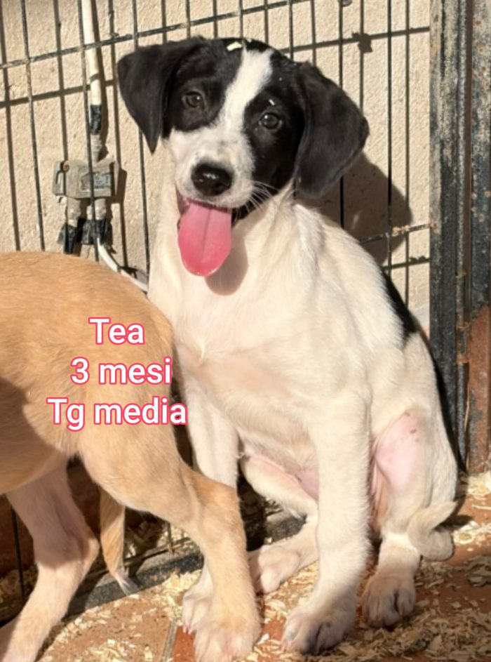 Adozioni cuccioli soli - media 6