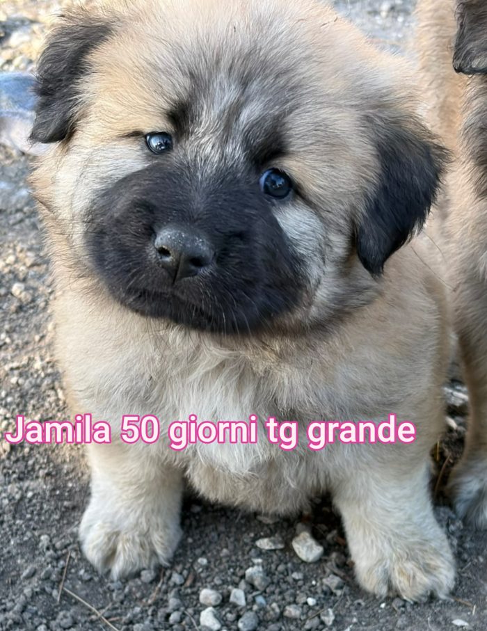 Adozioni cuccioli soli - media 9