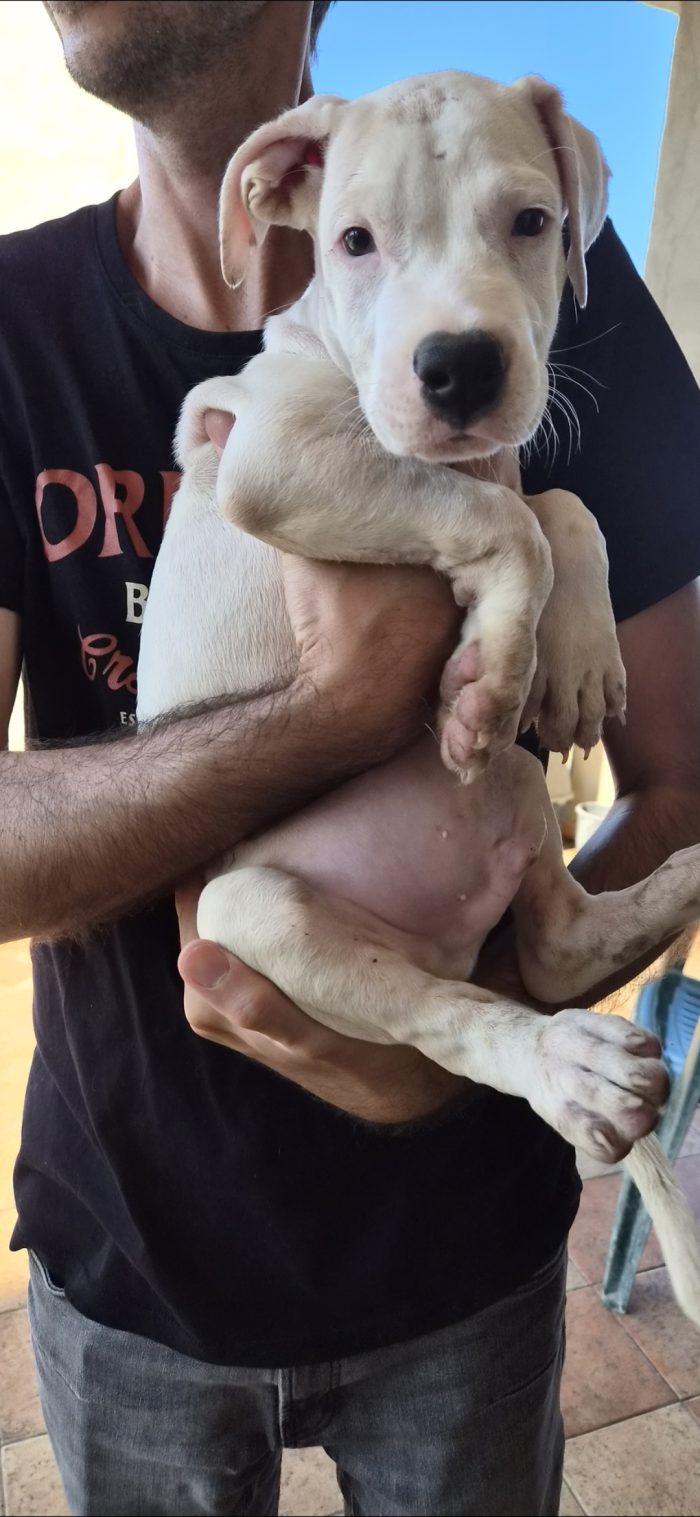 Blanco simil dogo argentino sordo