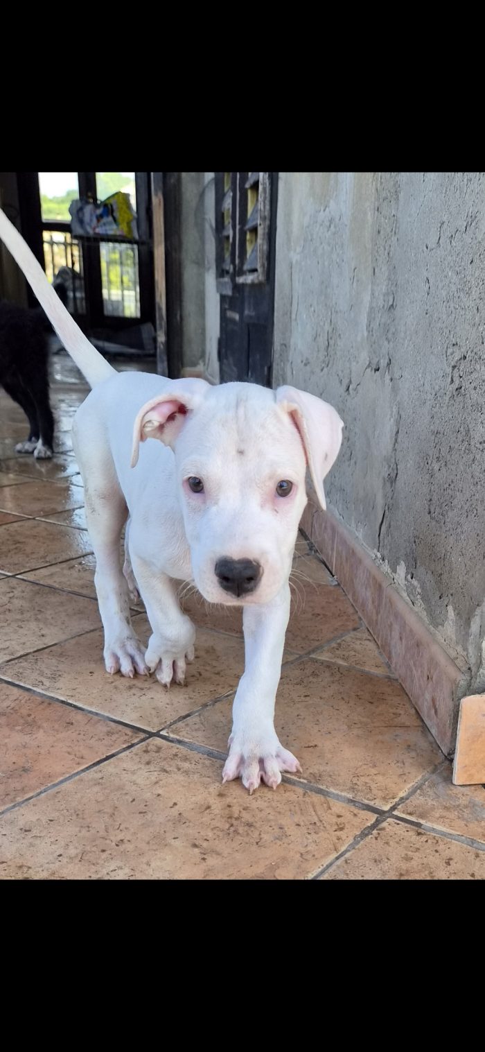 Blanco simil dogo argentino sordo - media 6