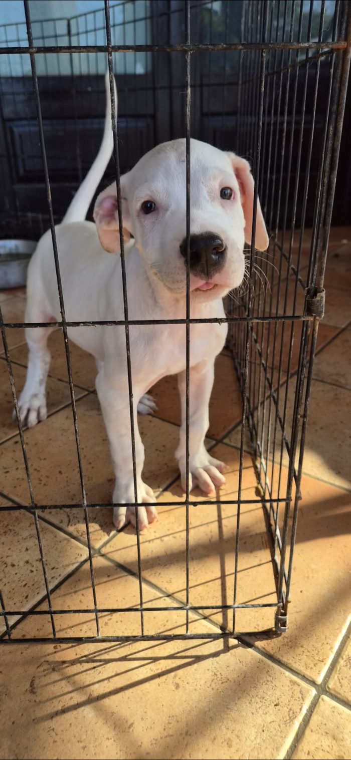 Blanco simil dogo argentino sordo - media 4