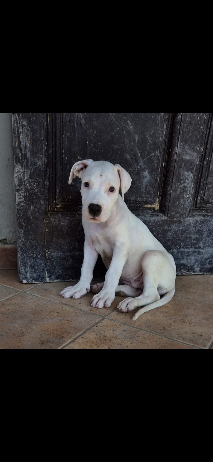 Blanco simil dogo argentino sordo - media 5
